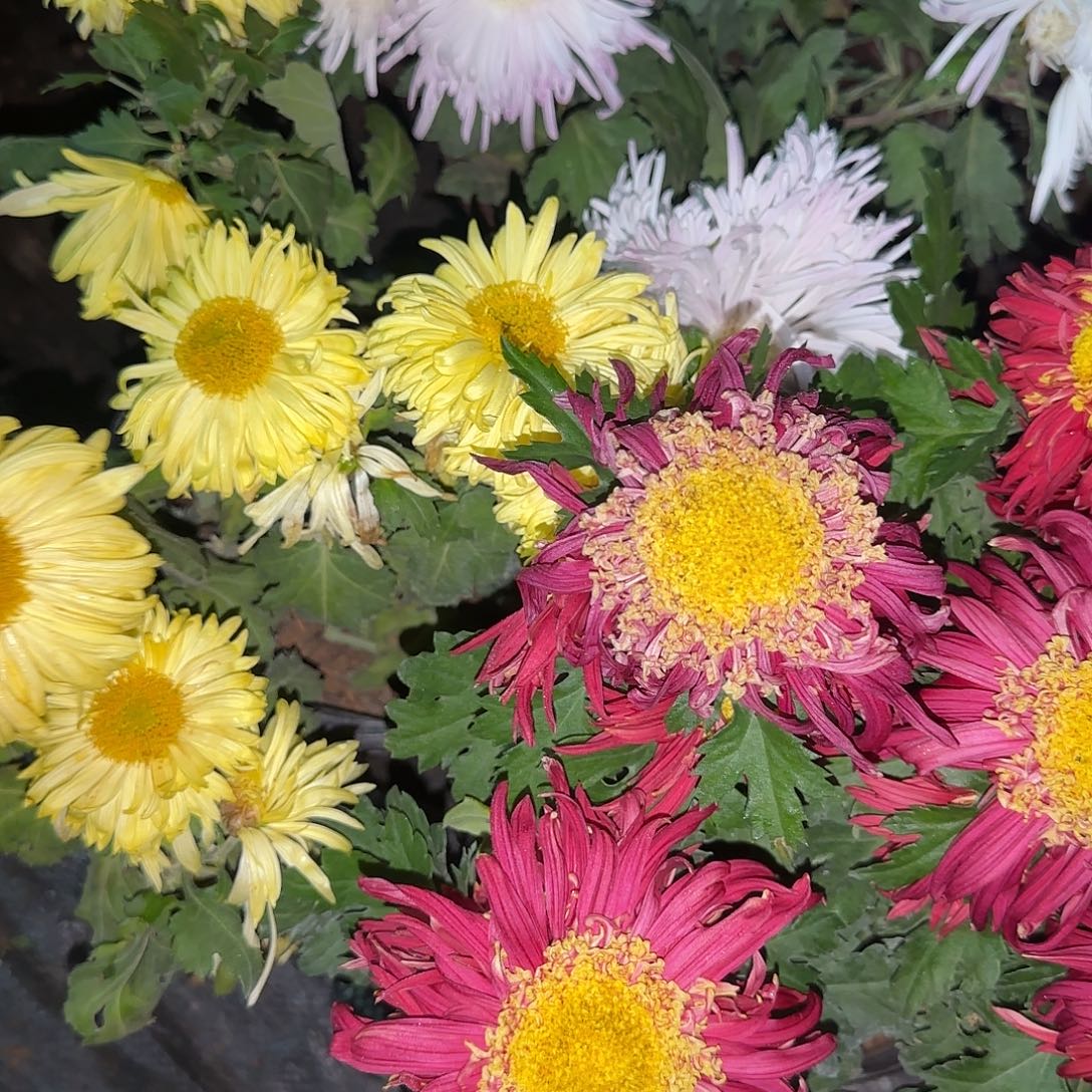 全部花朵K333333333