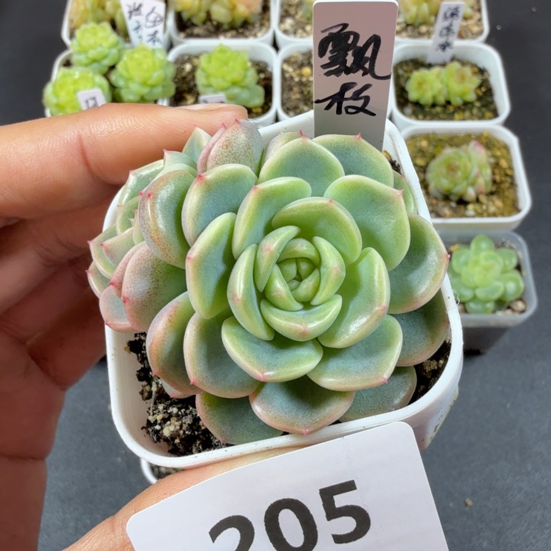 甜心飘枝双头一物一拍205