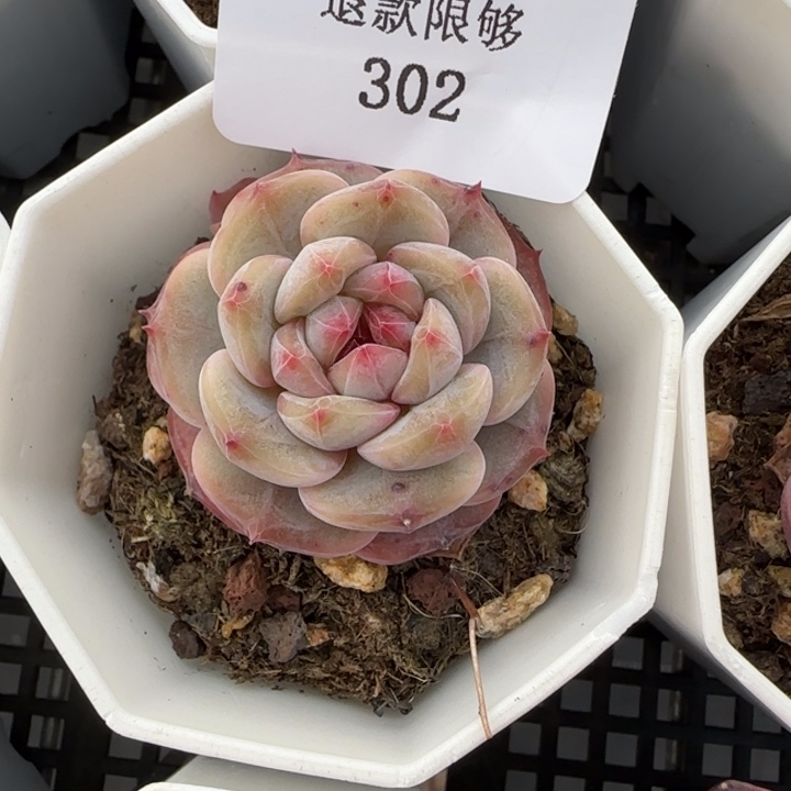 闪购精品多肉302号