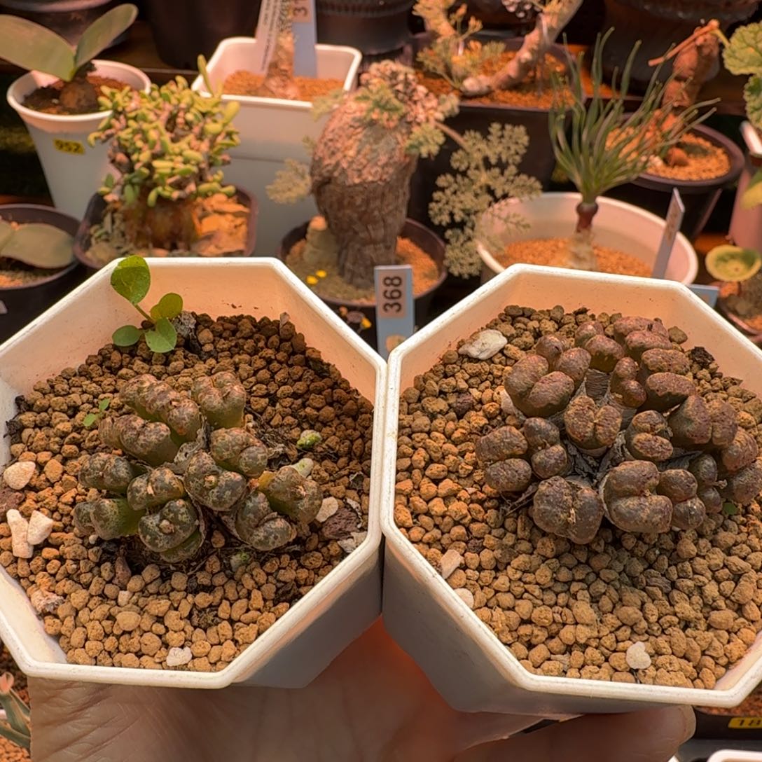 勋章556 仙人掌仙人掌