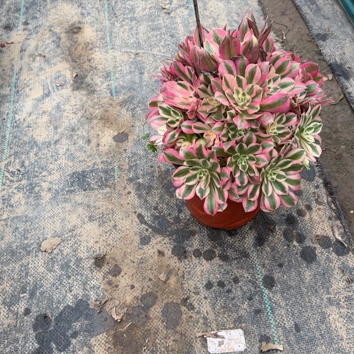 51粉女巫多肉多肉多肉