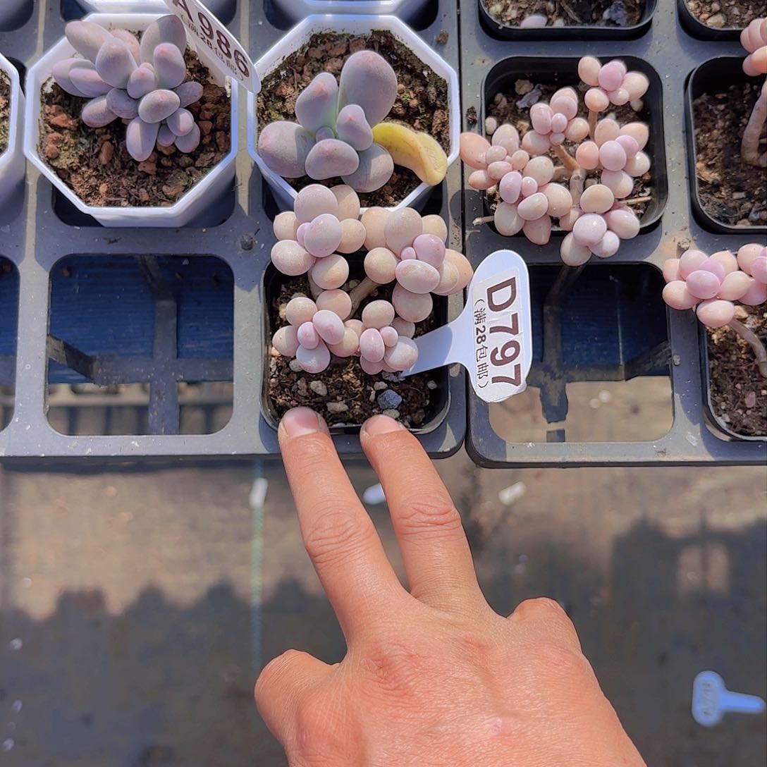 D797丸叶糖果一物一拍