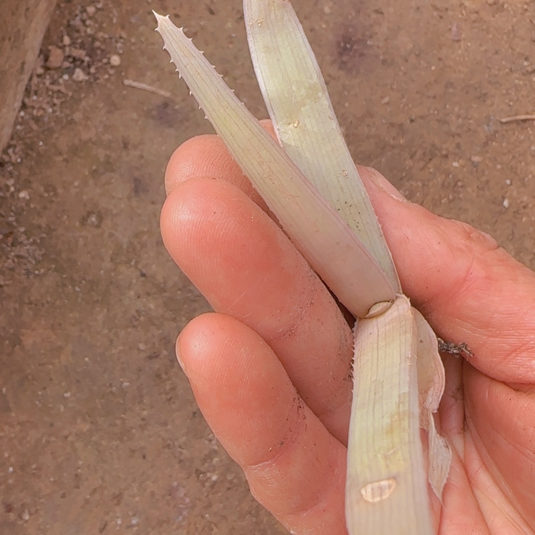 C***哇块根植物块根植物