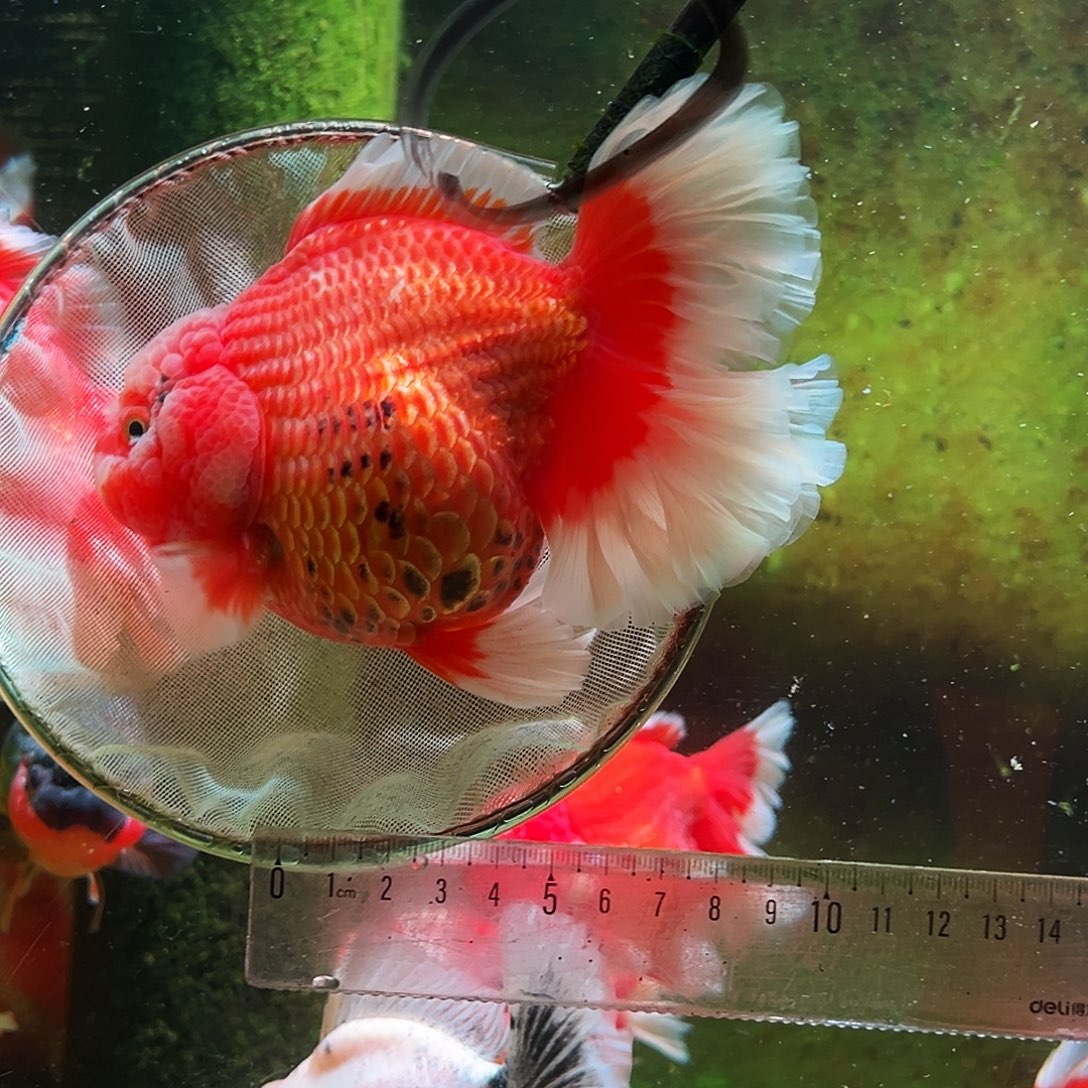 金鱼冷水金鱼百褶泰狮