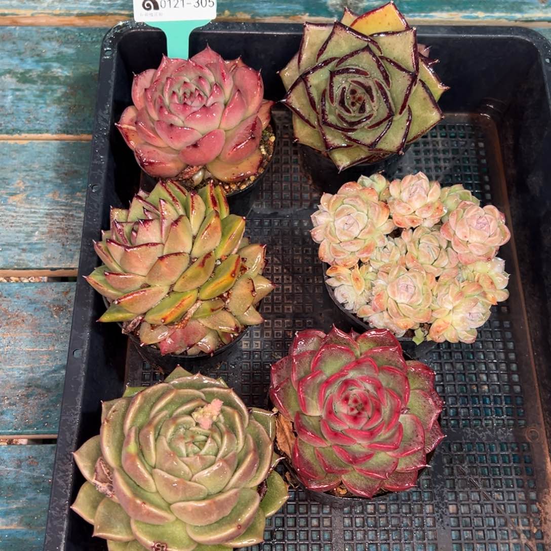 从前慢多肉精选编号0121.305