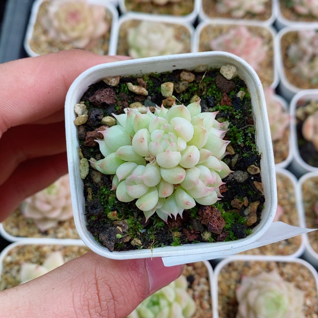 大***?1-47新疆西藏内蒙不发12.8包邮2-3公分