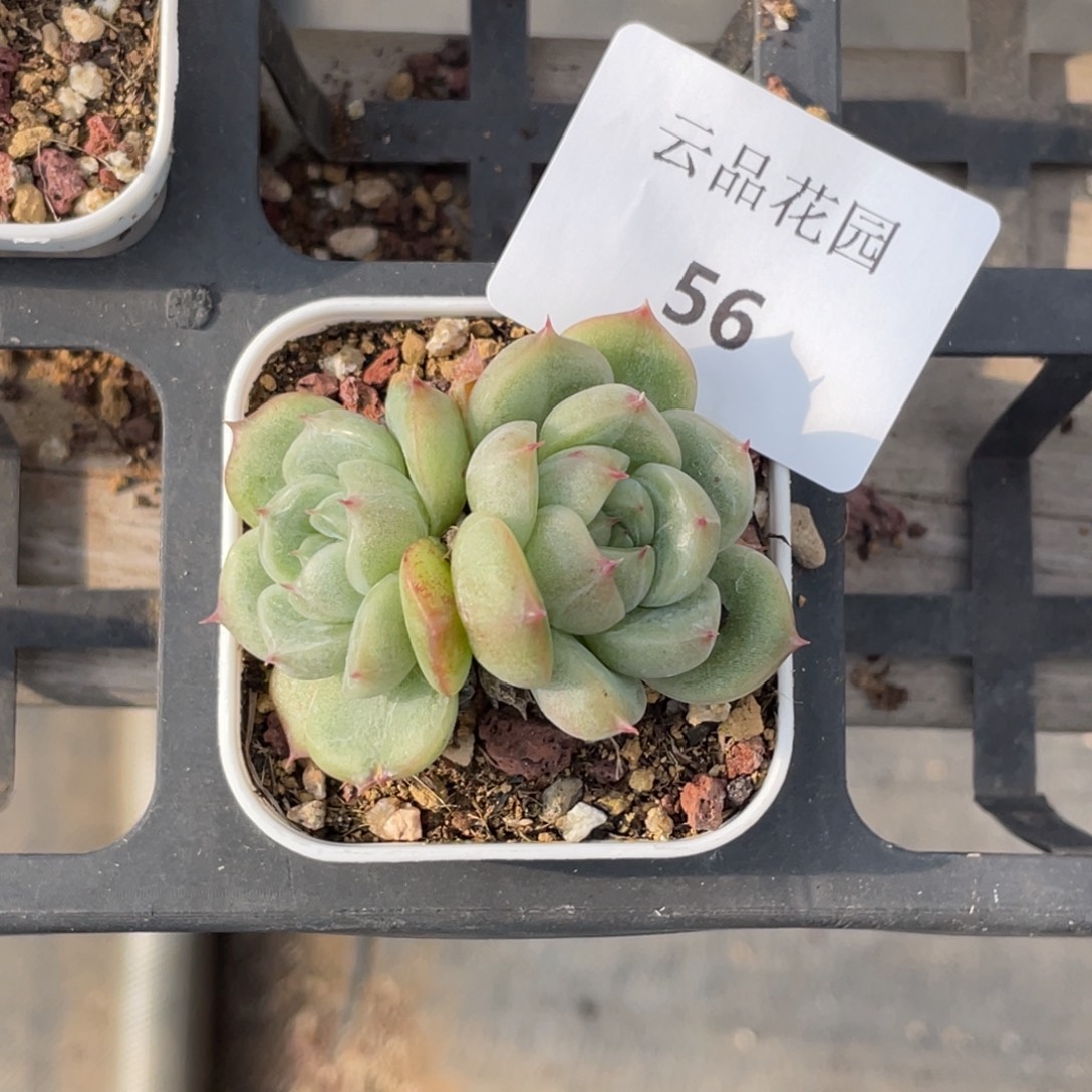 喵***喵56号糖心冰心珍妮