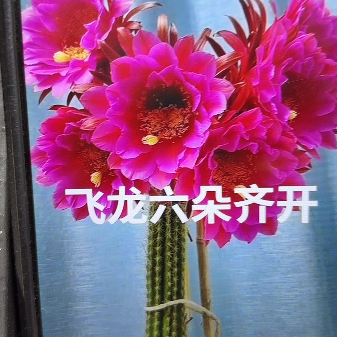飞龙毛侧牙20包邮28