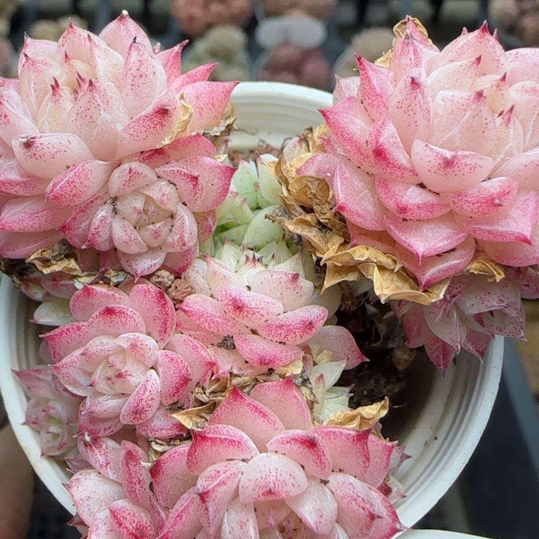 花语逸镜0225-493散