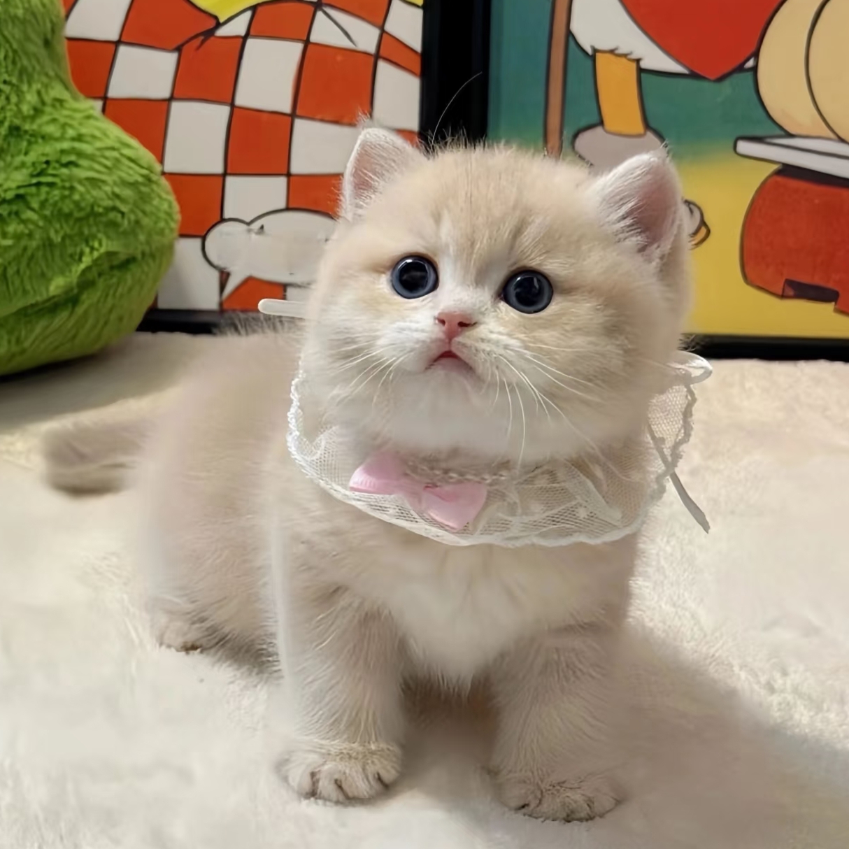 【全品类猫咪】布偶/美短/暹罗/缅因/金渐层/蓝金/银渐层等