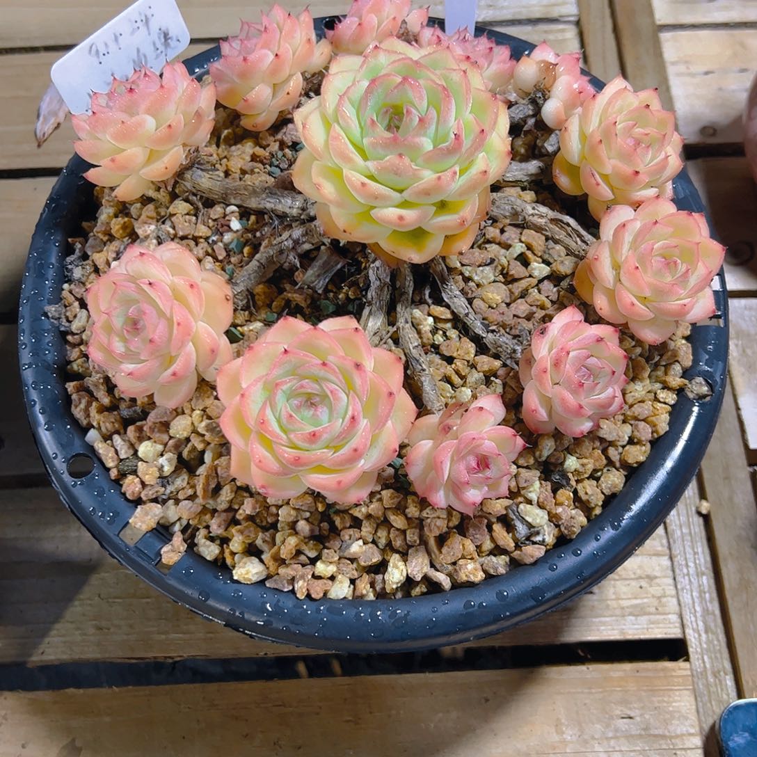 赤*022水晶玫瑰38。。。。