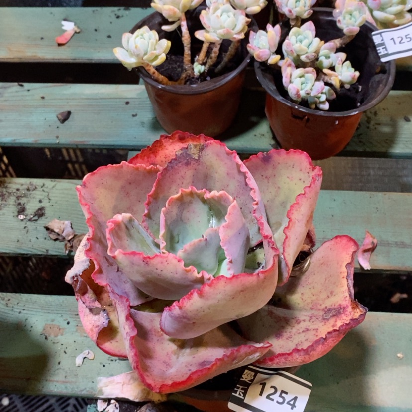 【闪购商品】蓝色妖姬1254