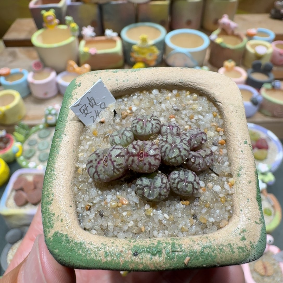 蘑菇1125安贞群多肉植物