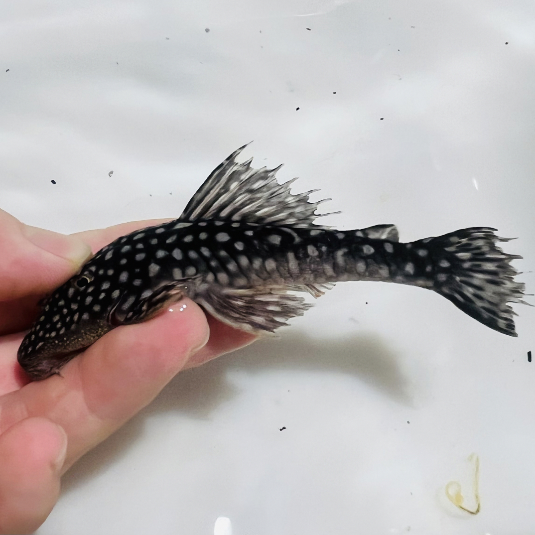 异型鱼潘多拉8-10cm