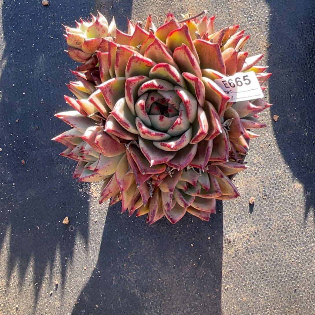 无花朵若茹东云单拍E665