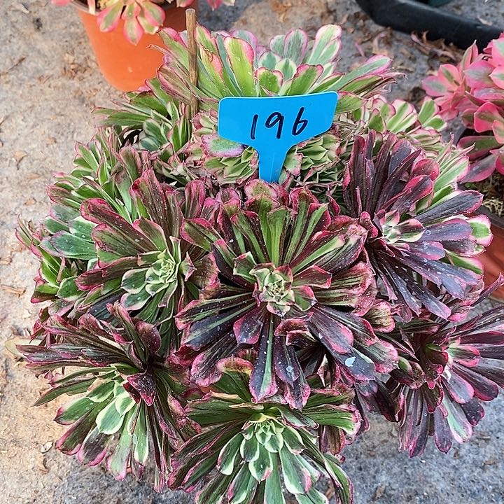 196 一颗同花顺发售