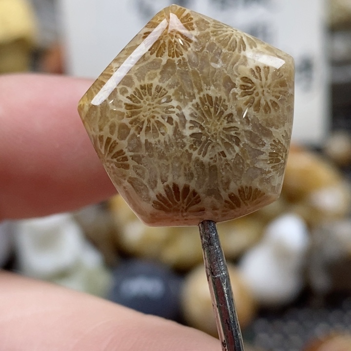 颈饰未镶嵌硅化珊瑚（珊瑚玉）小