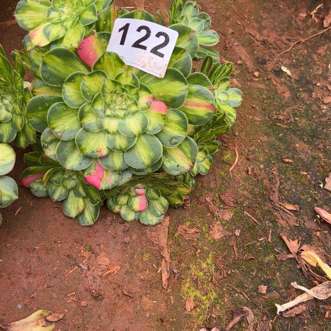 精品多肉植物122