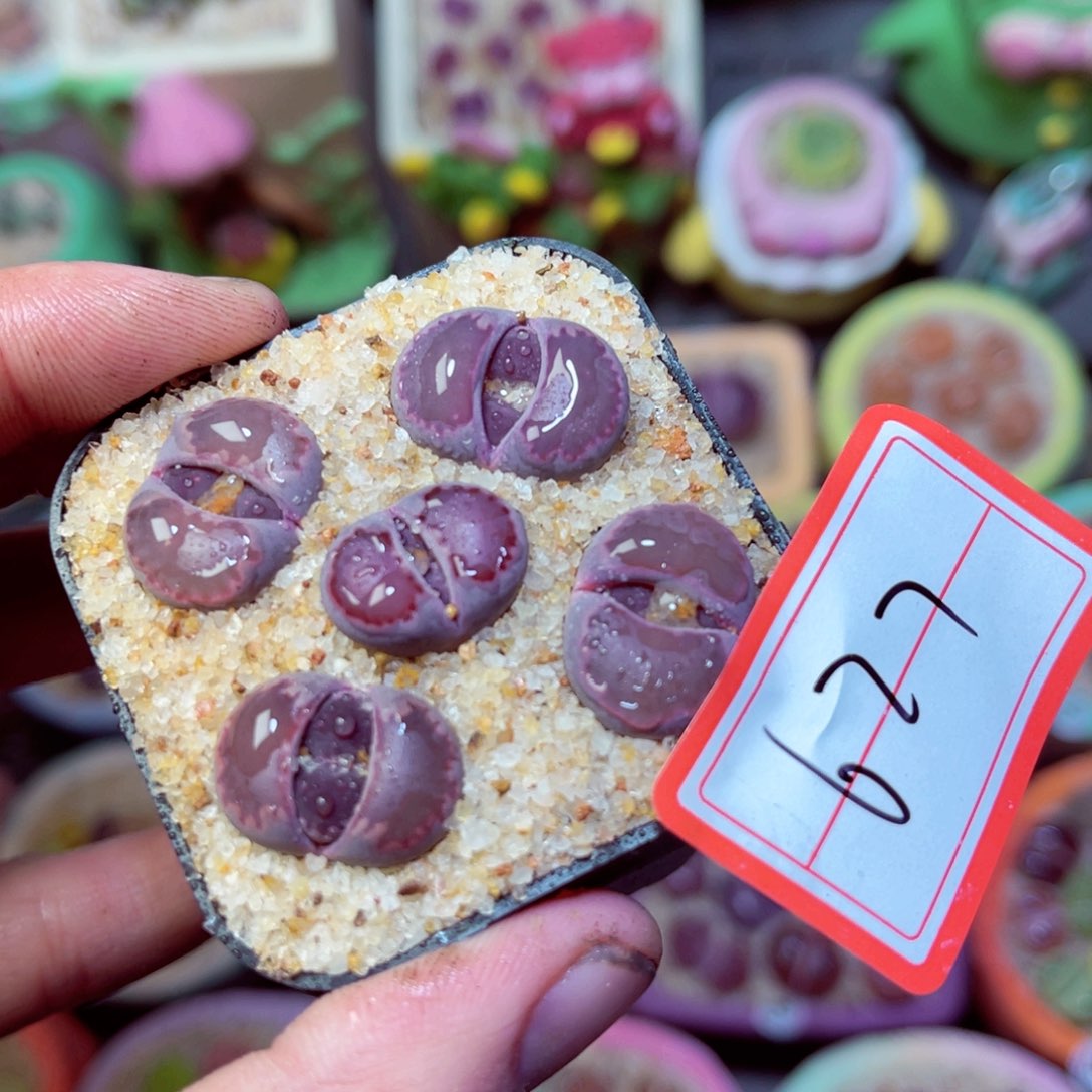 627生石花带盆发