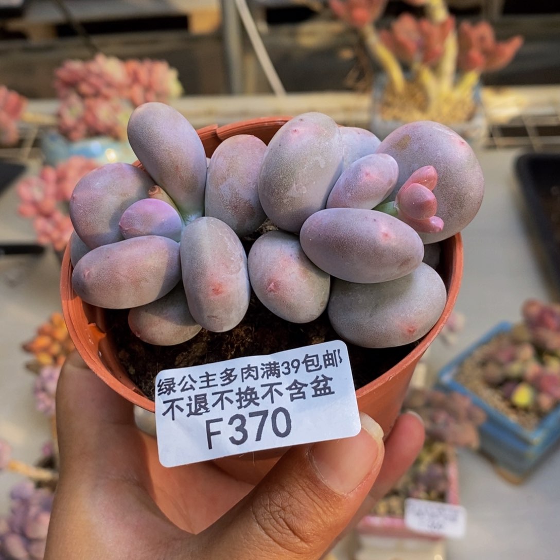 370大叶奶多肉7c m