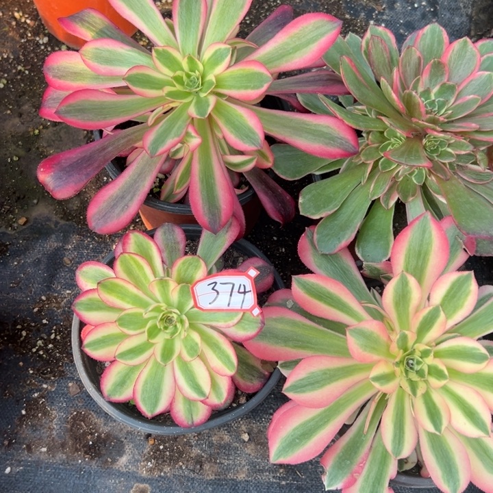 多肉植物374不售后