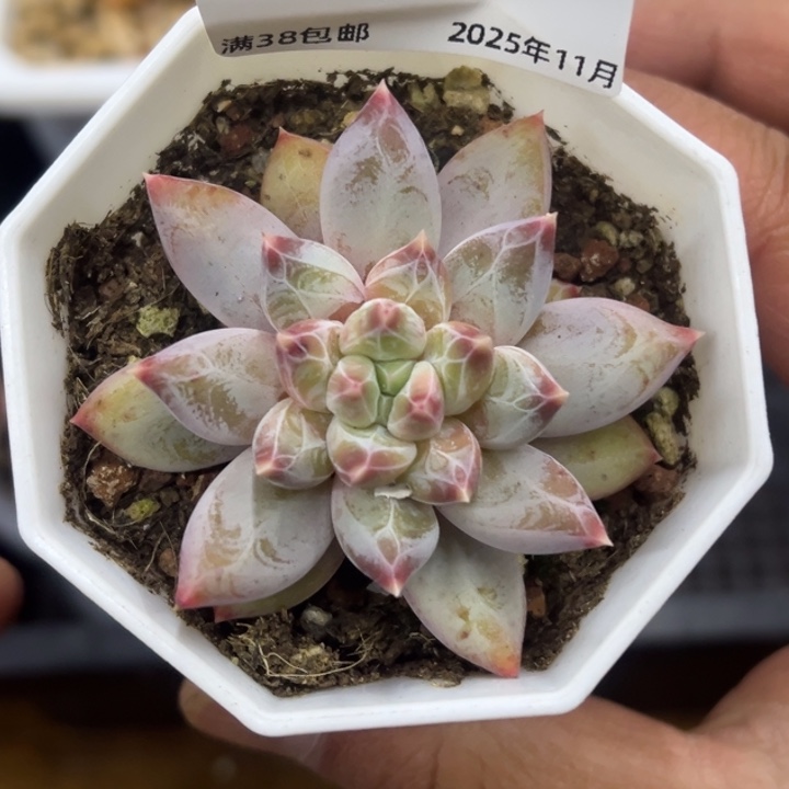 张张精品多肉甄选065