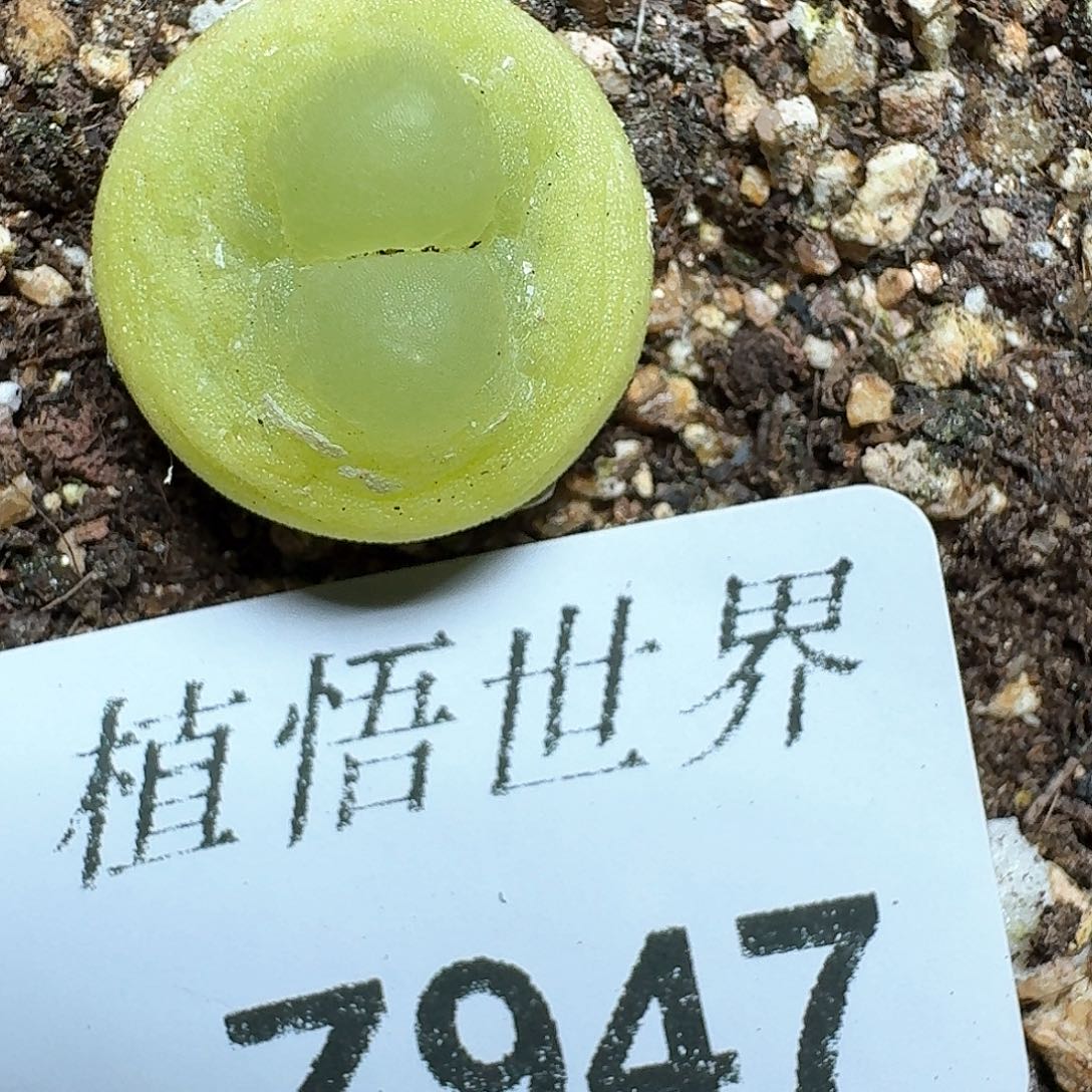 947厚德载物哇发多肉植物哇f