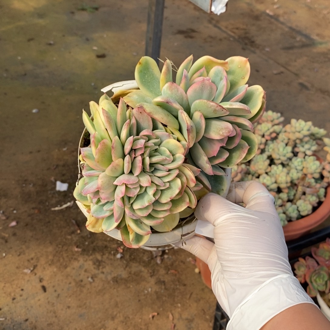 611绮罗锦缀一物一拍