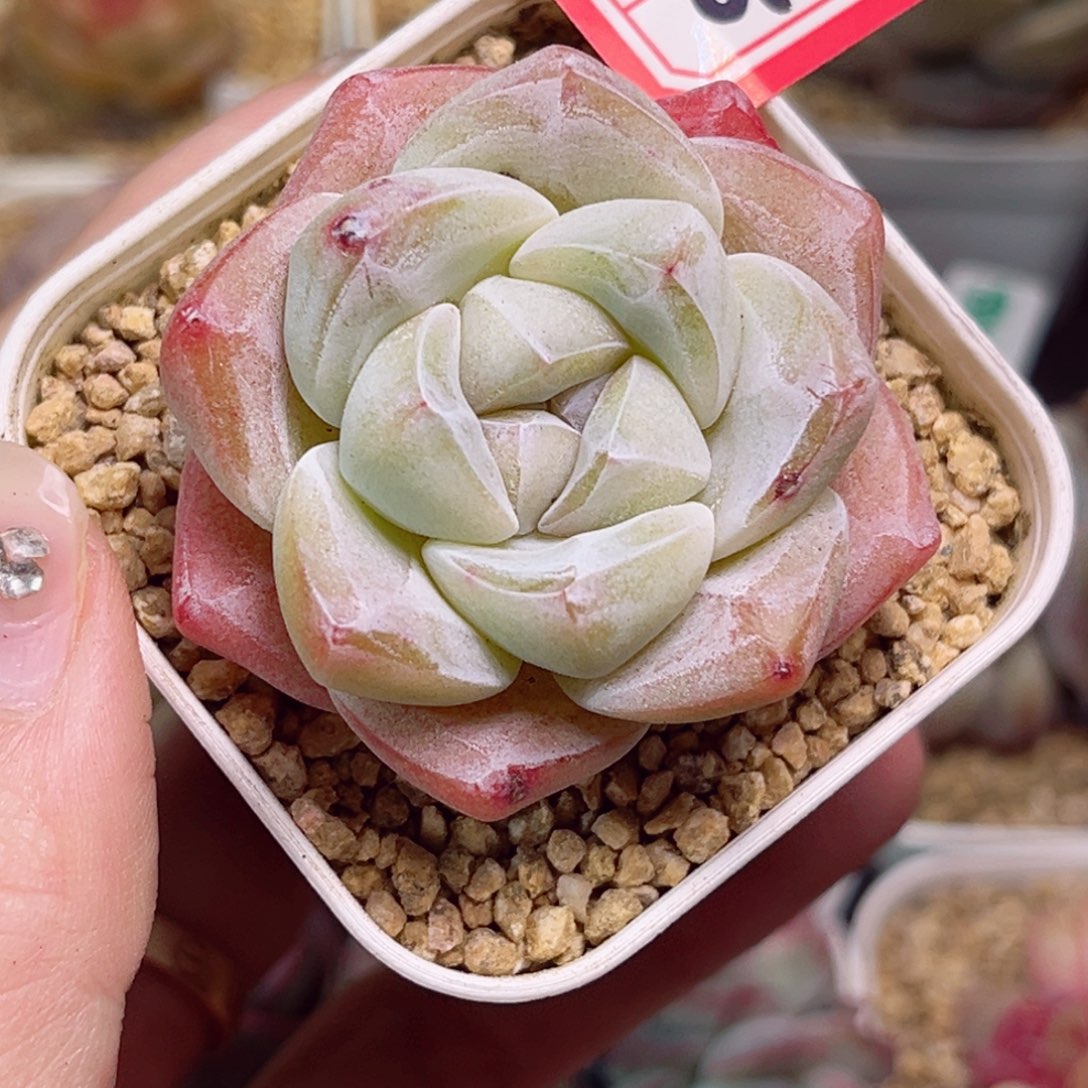 c****aG102红冰玉一物一拍