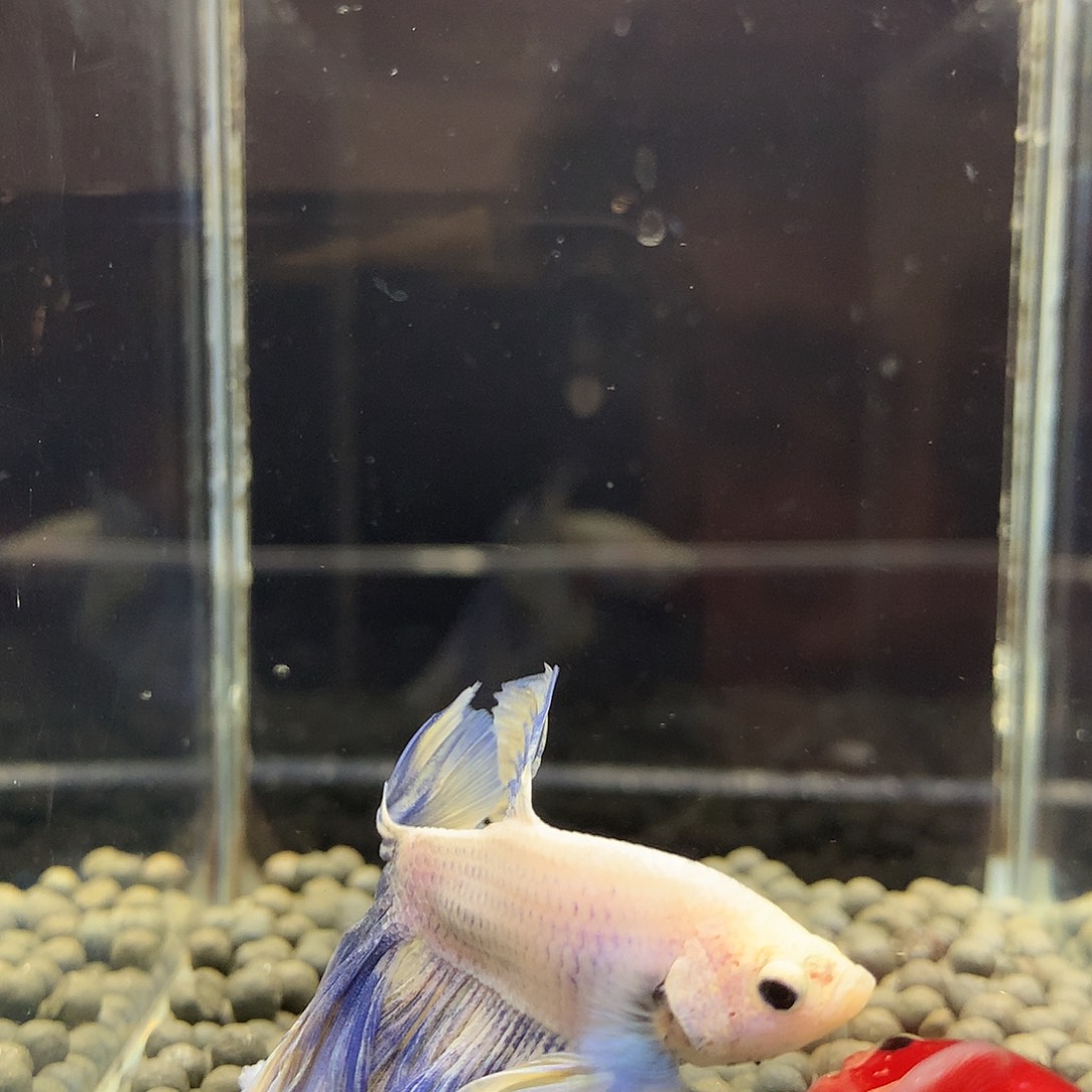 斗鱼七弟泰国斗鱼308