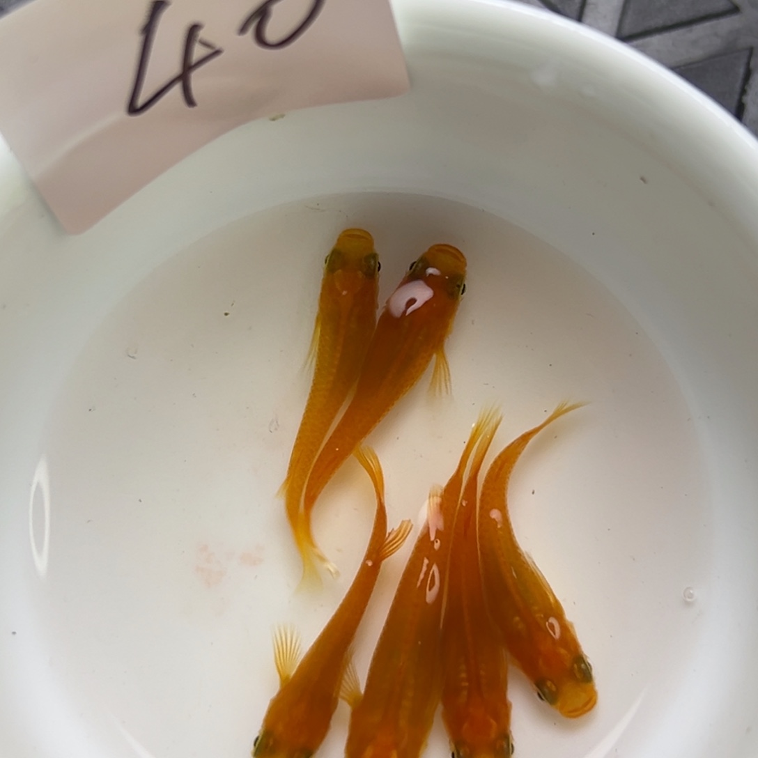 青鳉鱼40。           