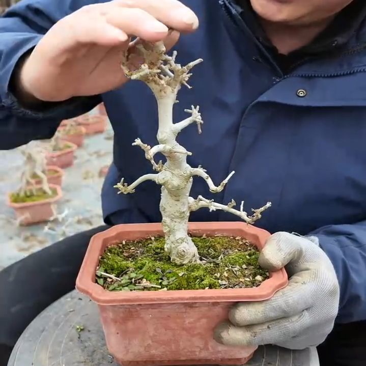 无花朵高度22粗2.5白蜡