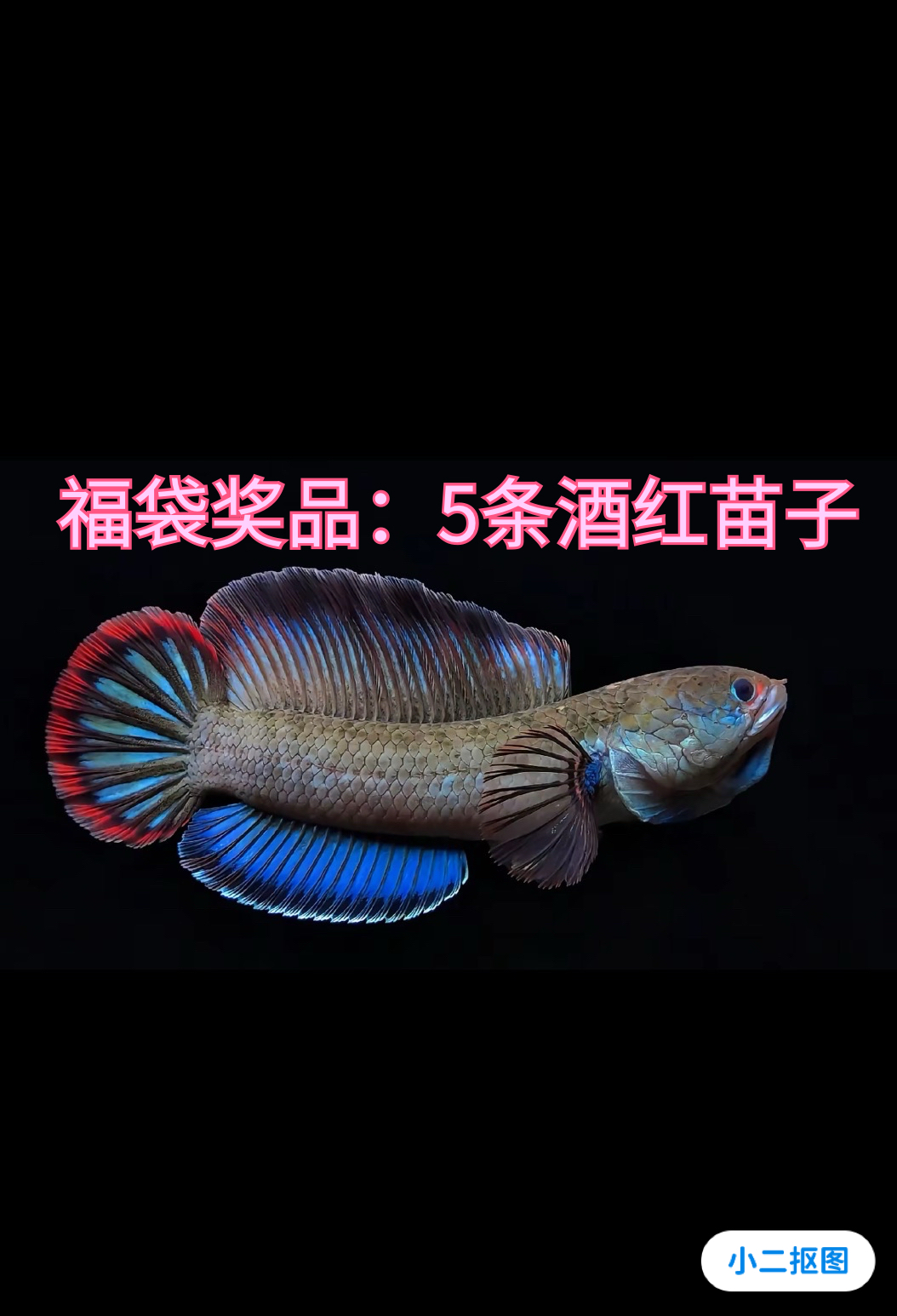 超级福袋专用———5条酒红苗子