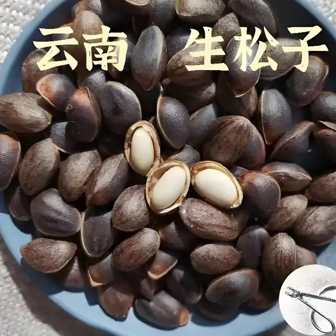 云南新鲜薄壳 落水 长寿松子 颗粒饱满 