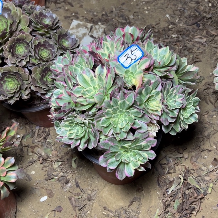 多肉植物万彩灯35