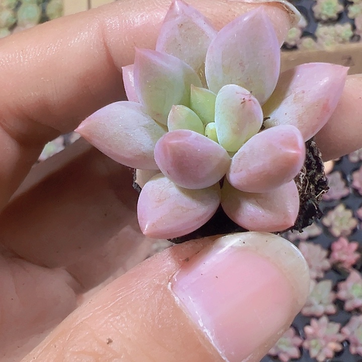 金虞姬精品多肉植物