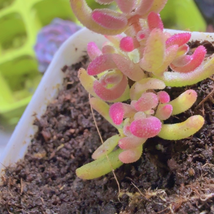 红宝石枝干锦王炸一颗