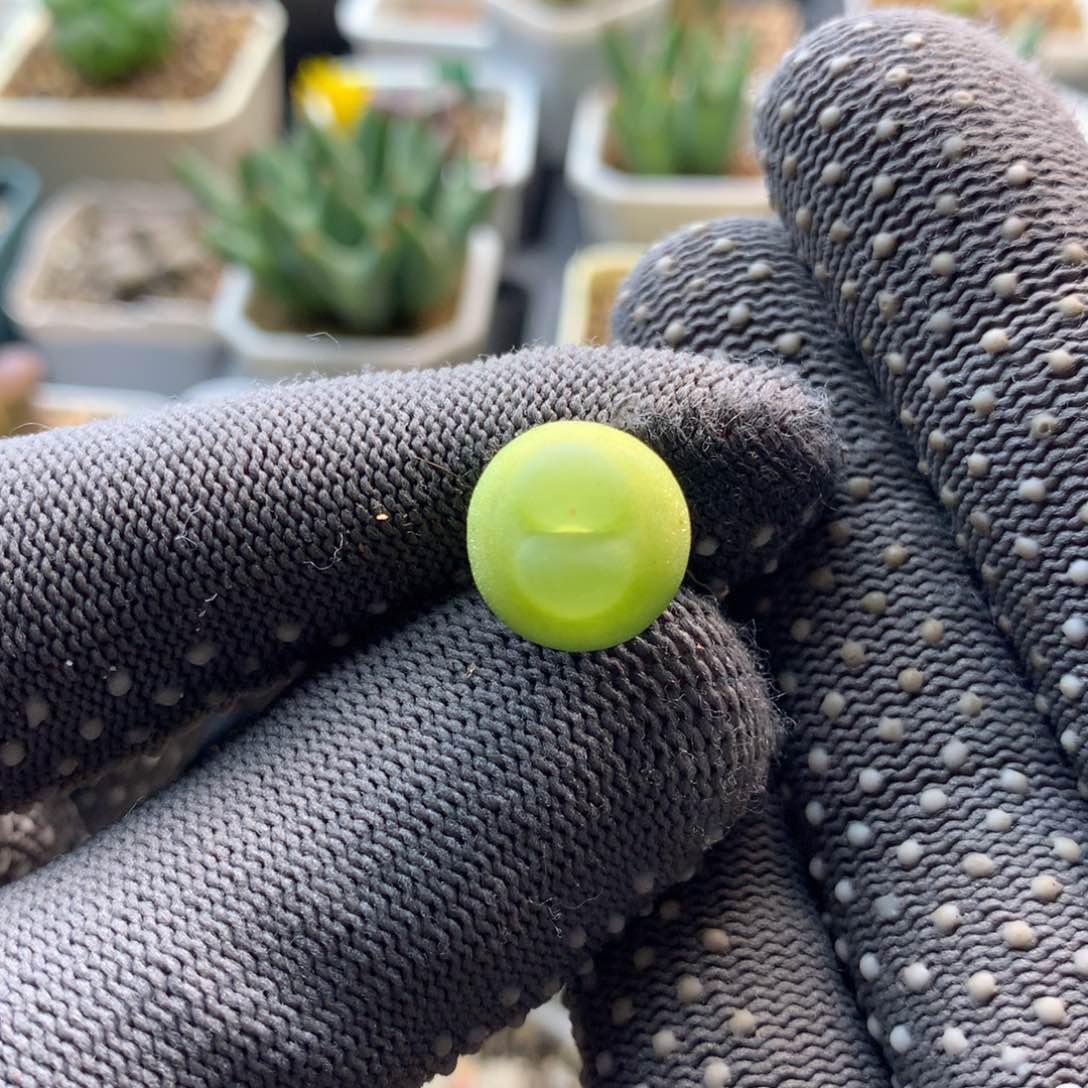 187大王拉登一颗