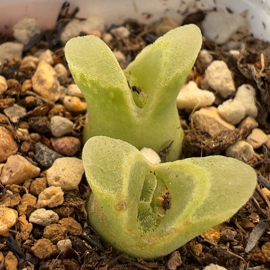 115多肉植物组合