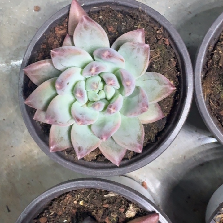 韦斯特曼 单头  一物一拍