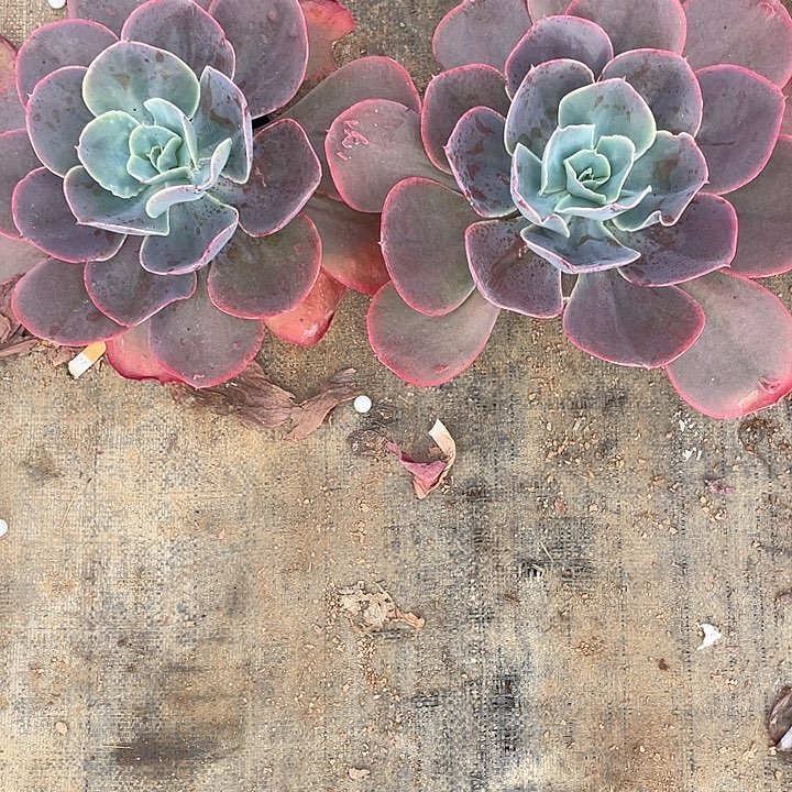 曦***3 4号包菜系列多肉植物2棵