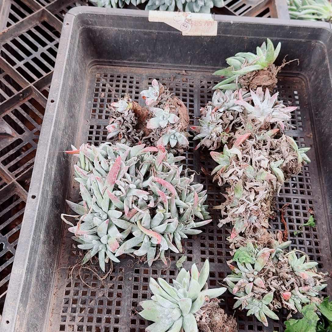 9638瑕疵框拍不售后
