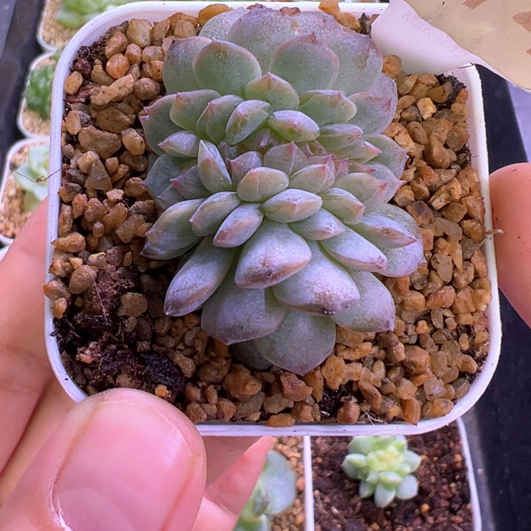 提****414号蜜桃甜心缀晗雨多肉
