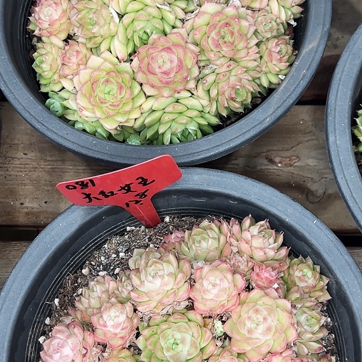 团081号。  大红女王。  