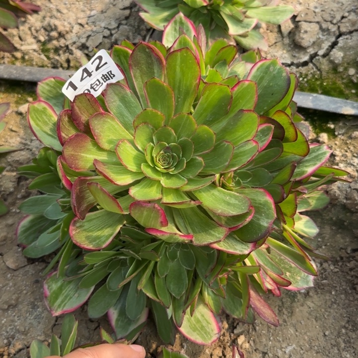 莲花座……多肉植物……