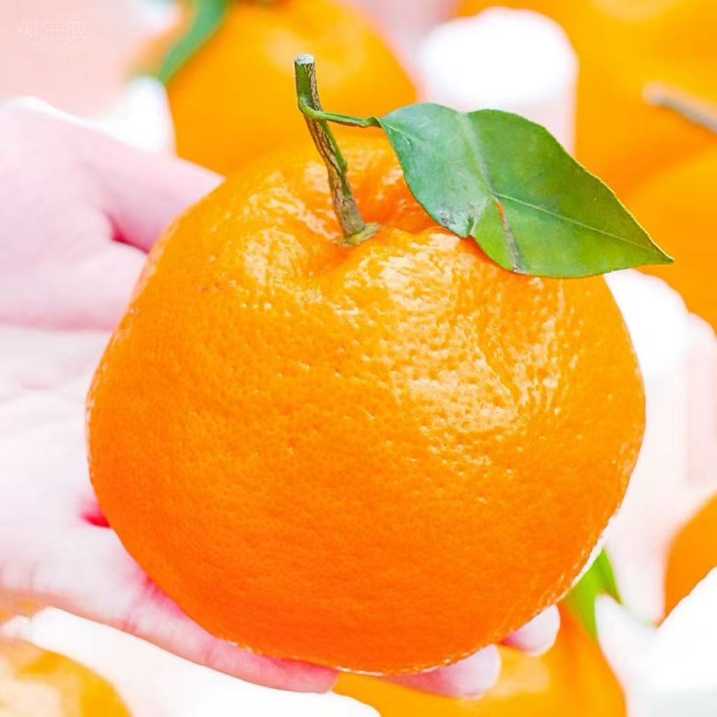 【精品耙耙柑】四川春见耙耙柑高山种植柑橘头茬果耙耙橘子产地直发