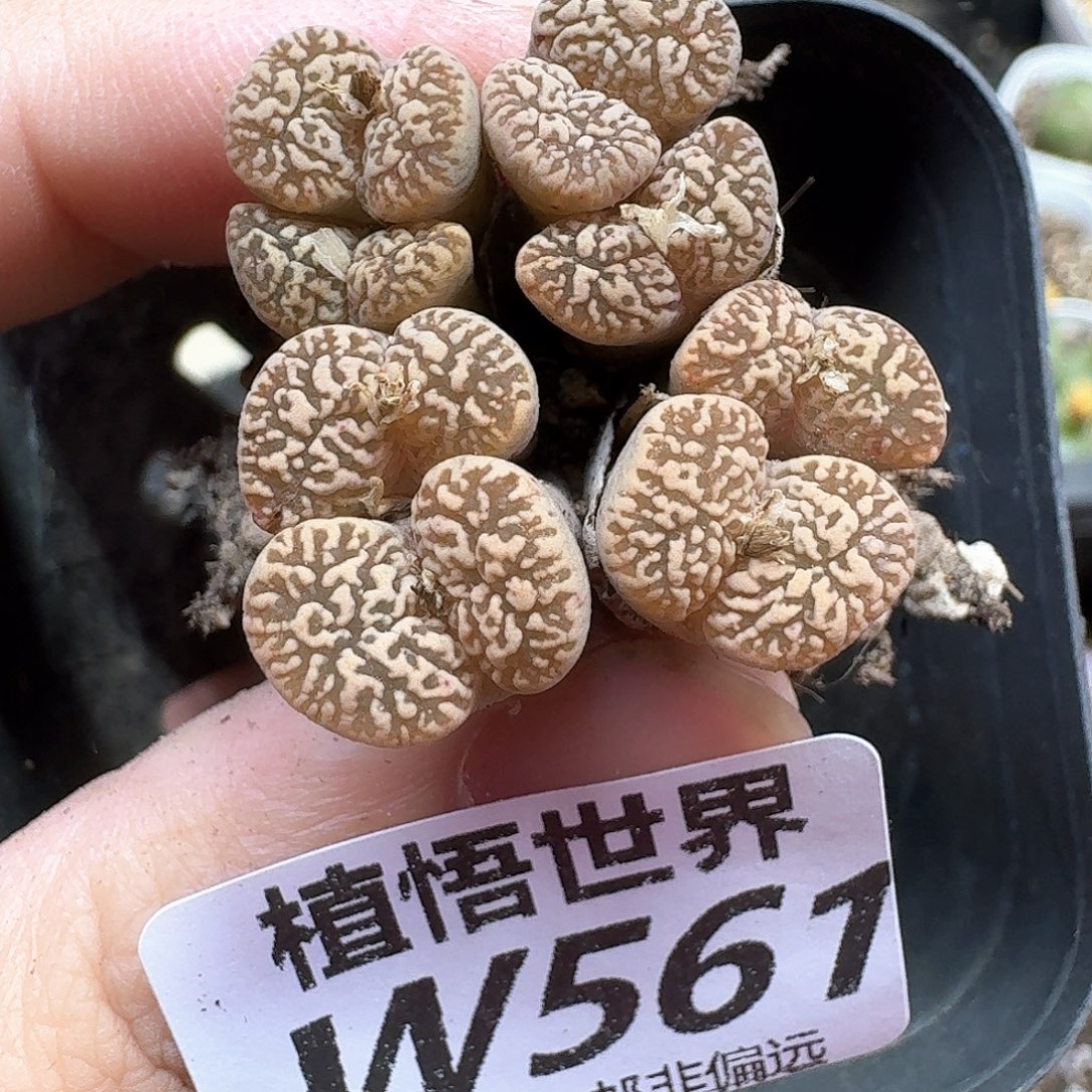 多肉植物的润泽eg
