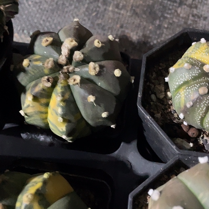 石生根大兜锦满25包邮