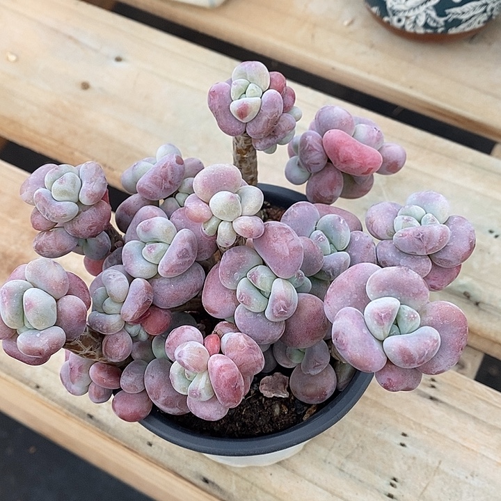 胭脂精品多肉洛神006