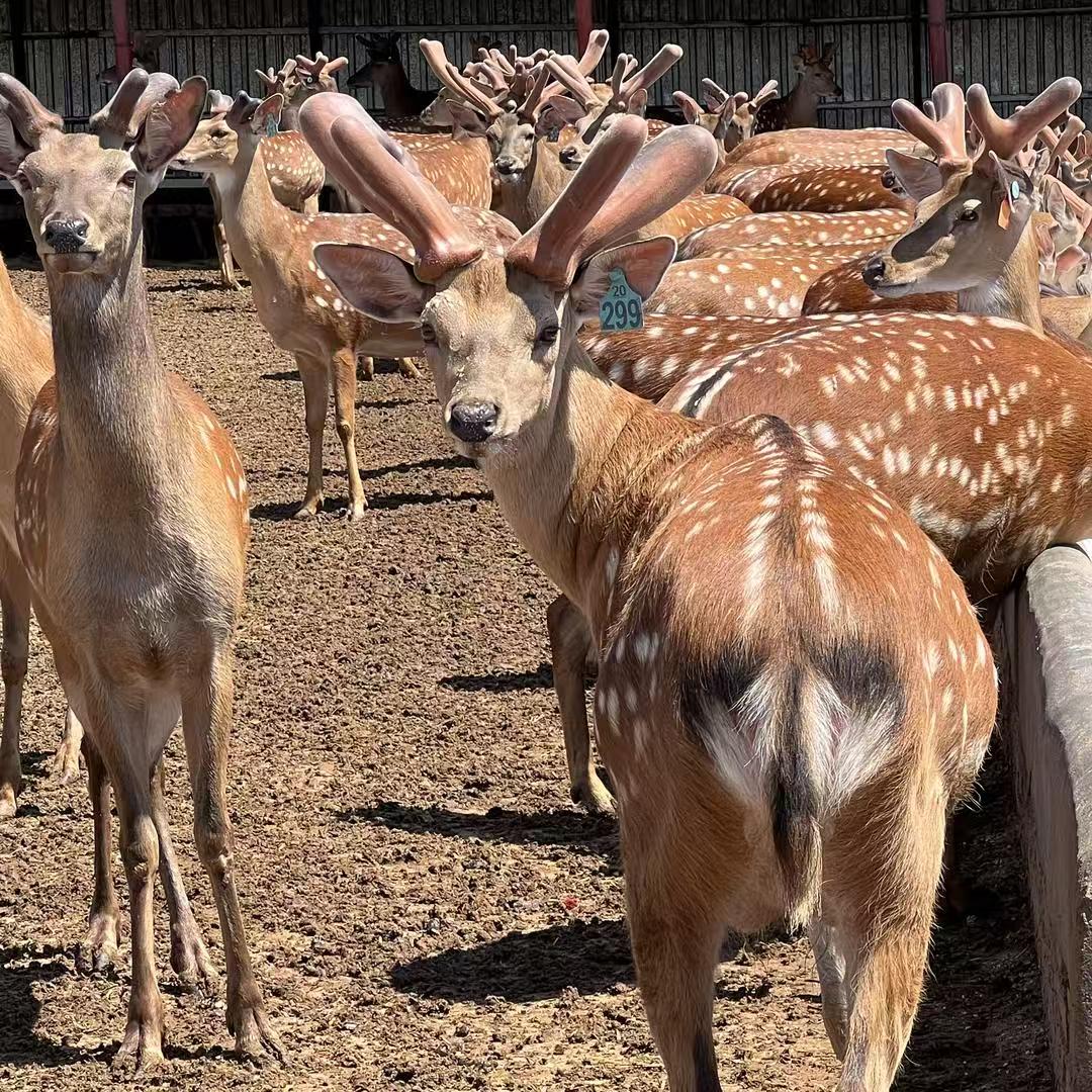 10斤装泡酒料 送酒瓶 鲜鹿茸东北长白山人参 梅花鹿 顺丰包邮